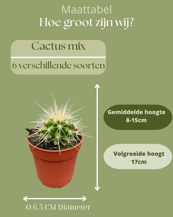 La Green Touch - Ensemble de 6 Cactus Variés- La Green Touch - Image 4