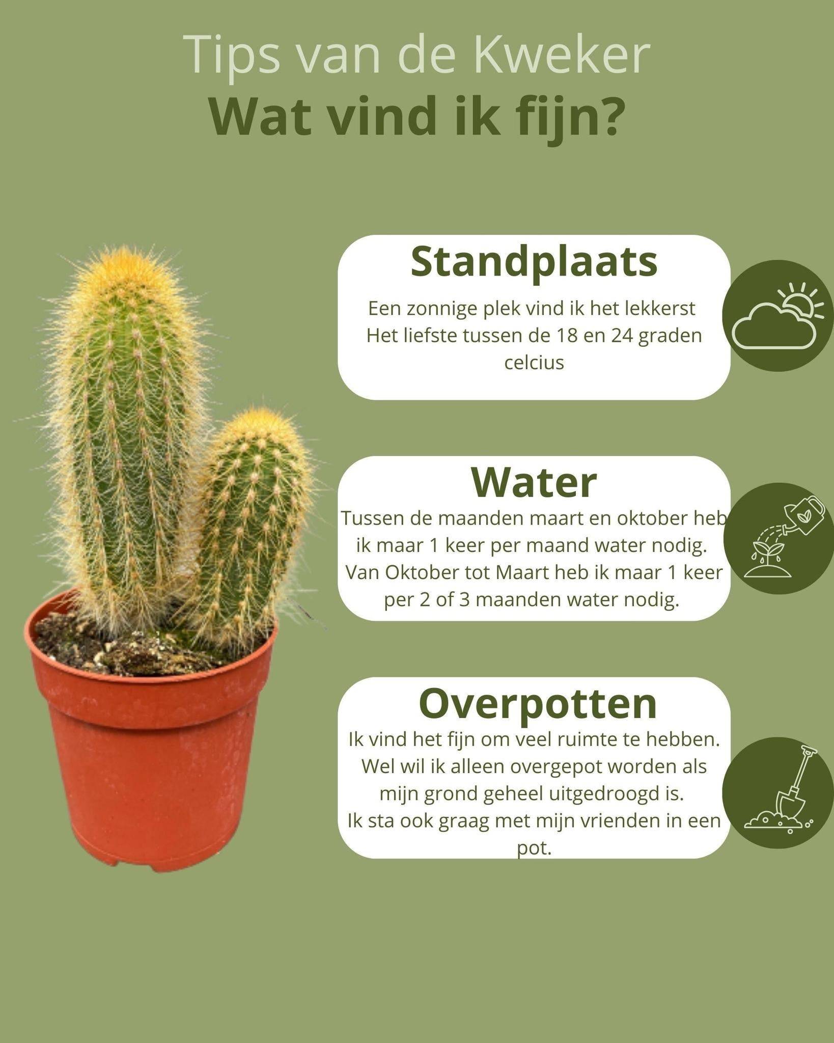 La Green Touch - Ensemble de 6 Cactus Variés- La Green Touch - Image 5