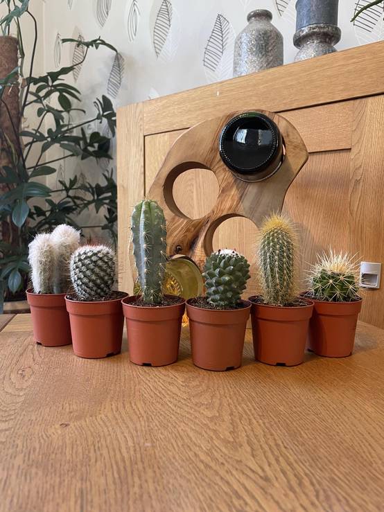 La Green Touch - Ensemble de 6 Cactus Variés- La Green Touch - Image 2