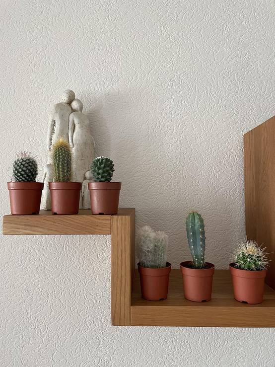 La Green Touch - Ensemble de 6 Cactus Variés- La Green Touch - Image 3