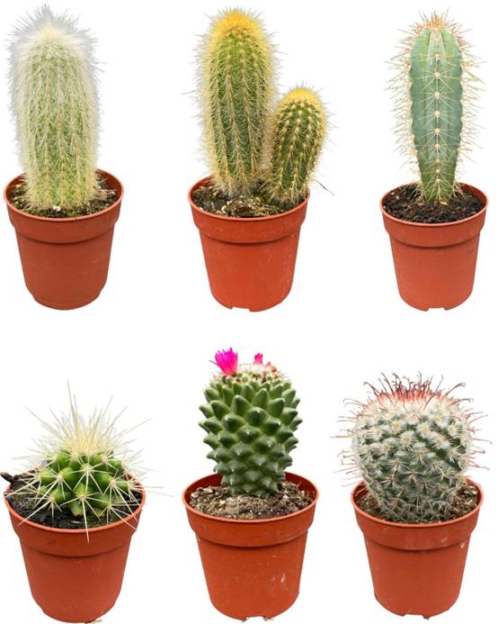 La Green Touch - Ensemble de 6 Cactus Variés- La Green Touch - Image 1