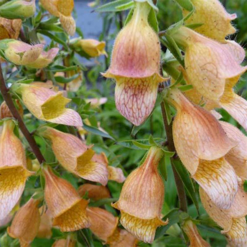 Digitalis Spice Island - Digitale  Godet de 8/9 cm