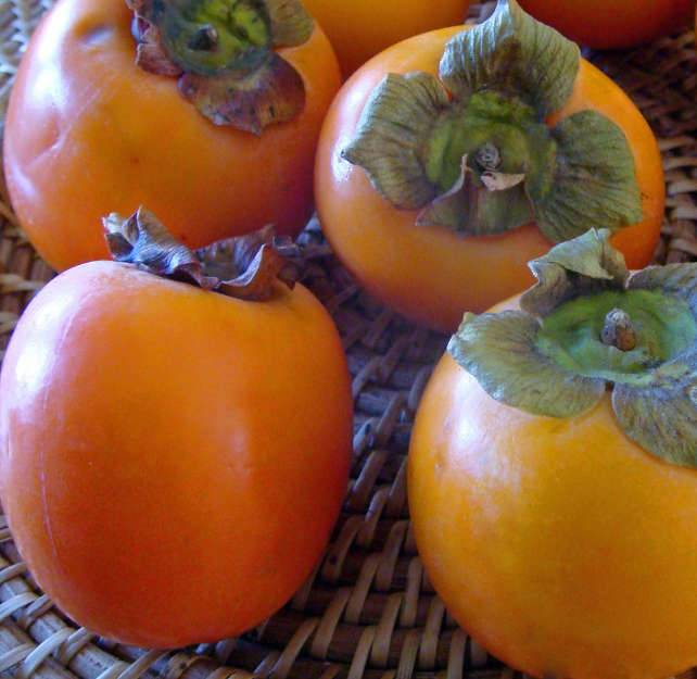 Sans Marque - Diospyros kaki var.Persimon (Plaqueminier trés productif gros fruit rouge non astringent) Couleur floraison:jaune - Taille:Pot de 9 litres -140/160 cm
