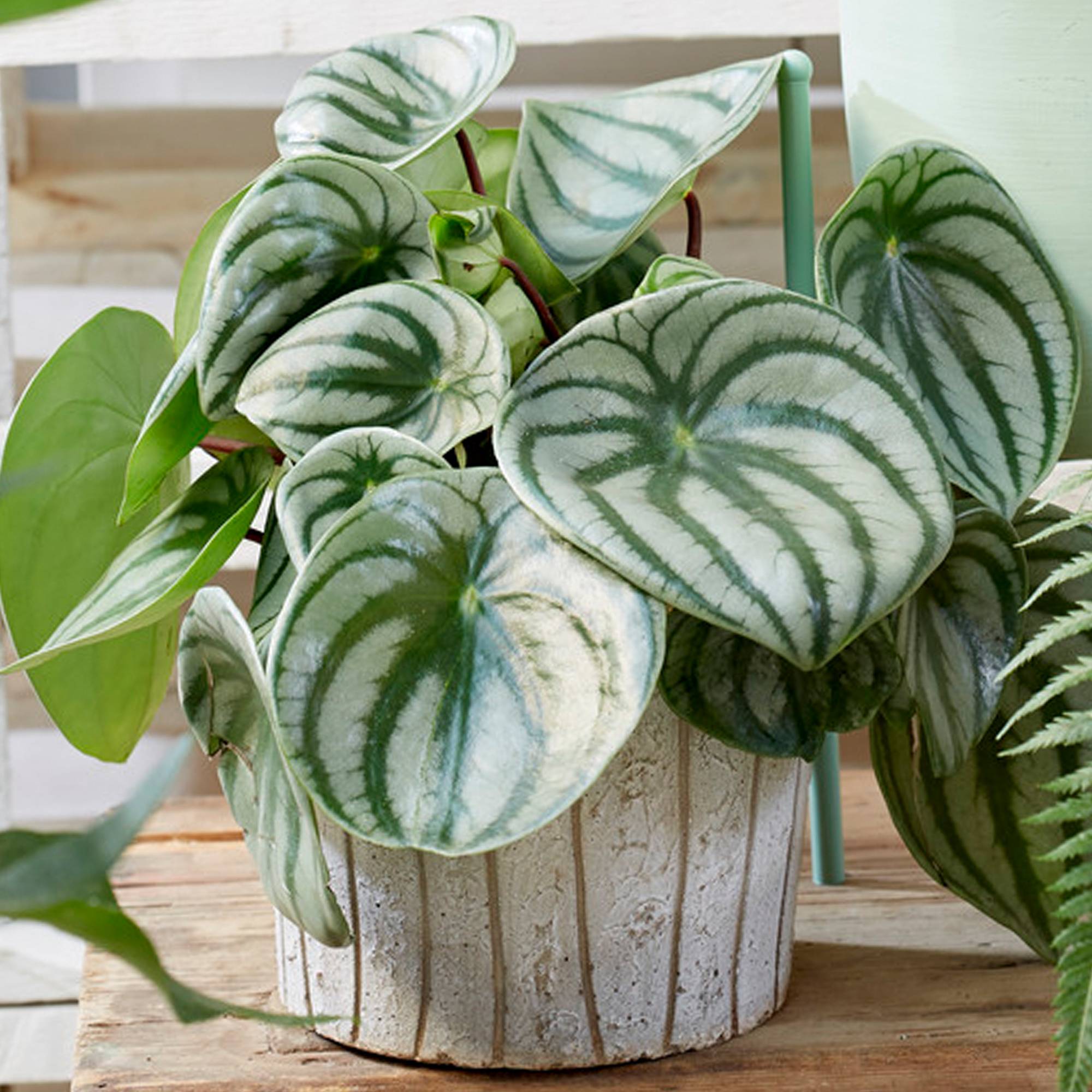 Gardenersdream - Superbe Peperomia Argyreia | Plante D'Intérieur Cadeau De 15 À 25 Cm En Pot  - GardenersDream - Image 1