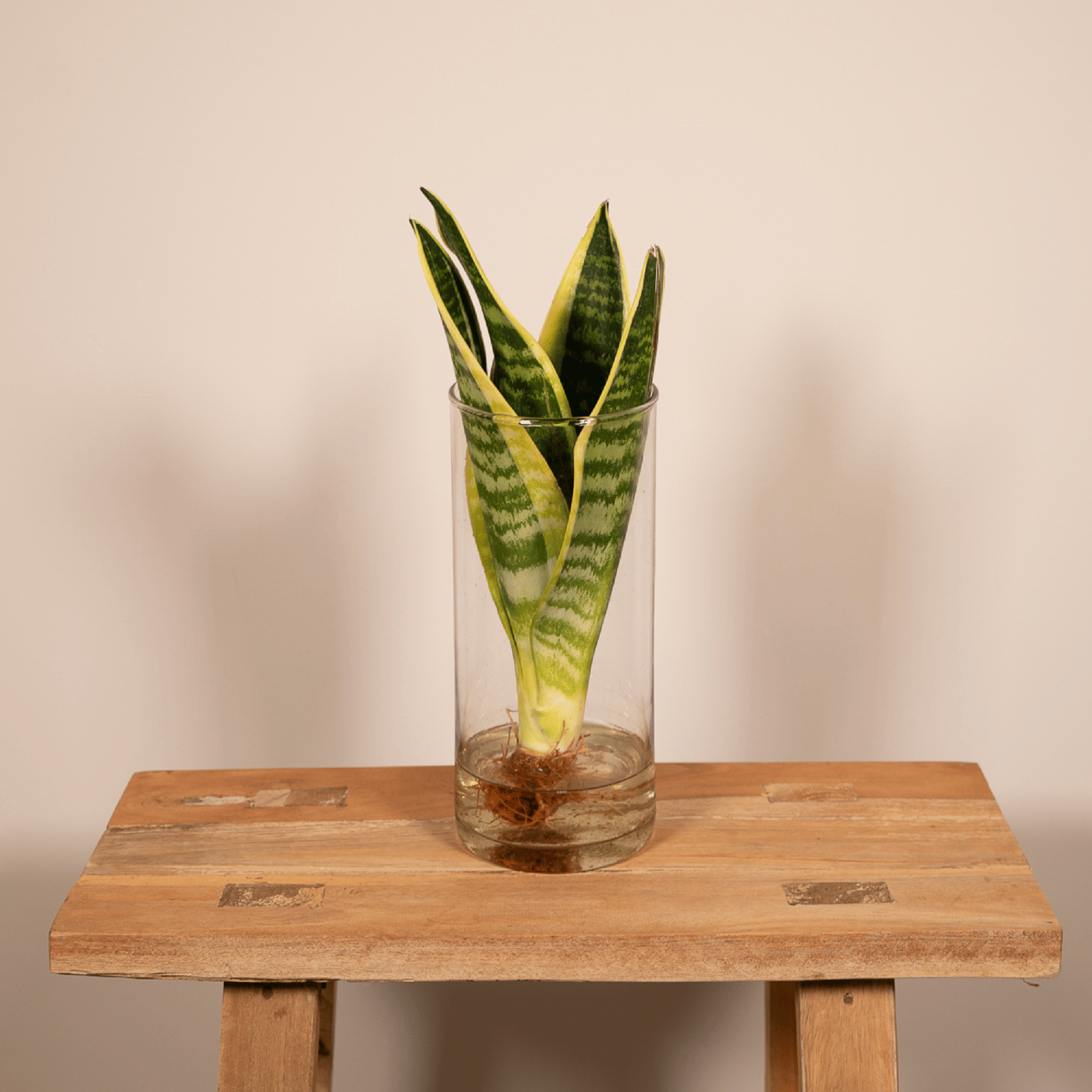 La Green Touch - Sanseviera en hydroculture 30cm - Plante d'intérieur- La Green Touch - Image 2