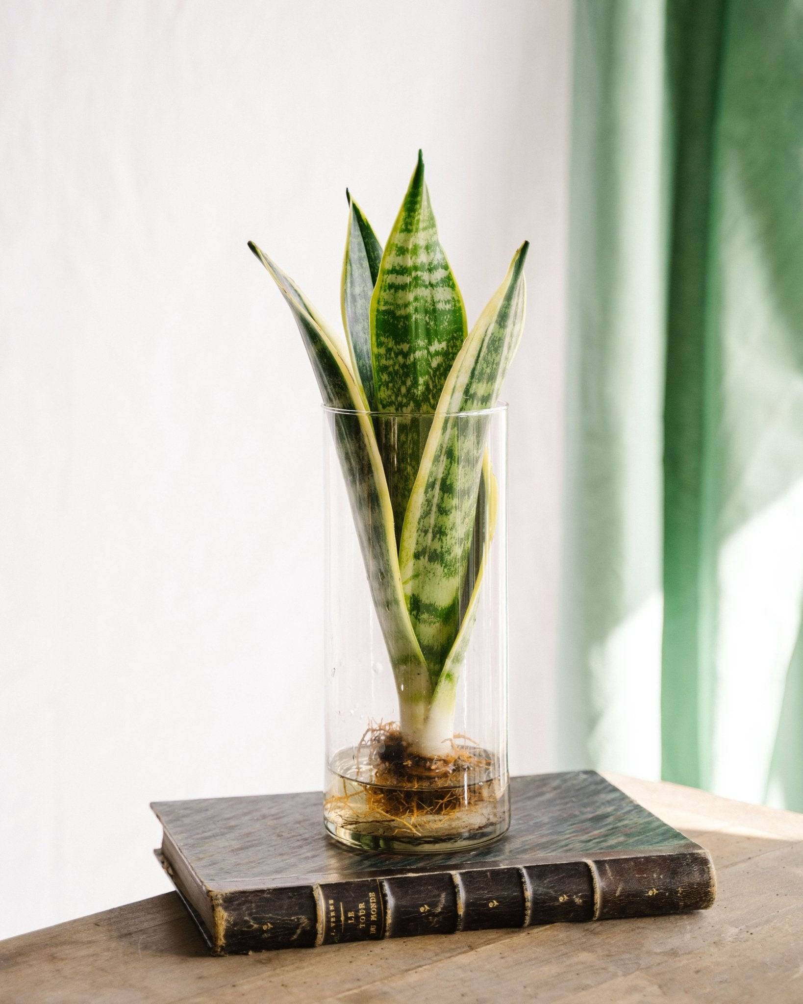 La Green Touch - Sanseviera en hydroculture 30cm - Plante d'intérieur- La Green Touch - Image 1