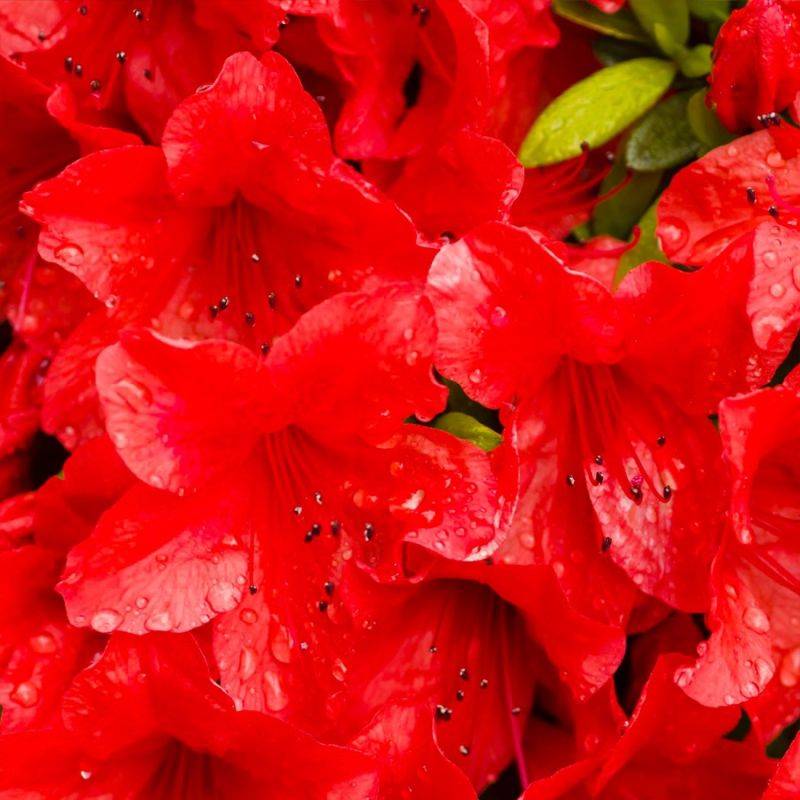 Rhododendron 'Wallowa Red' (Rhododendron 'Wallowa Red') - Godet - Taille 13/25cm - Pépinières Naudet - Image 1