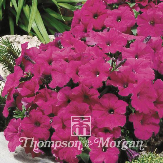 Graines de Pétunia Purple Velvet F1 le sachet de 12 graines environ