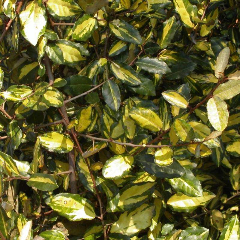 Elaeagnus piquant Maculata, Chalef à fleurs Blanche - feuillage Persistant - Pot de 7,5L - 80/100 cm-  hauteur à maturité De 3,00 m à 5,00 m - Imagen 1
