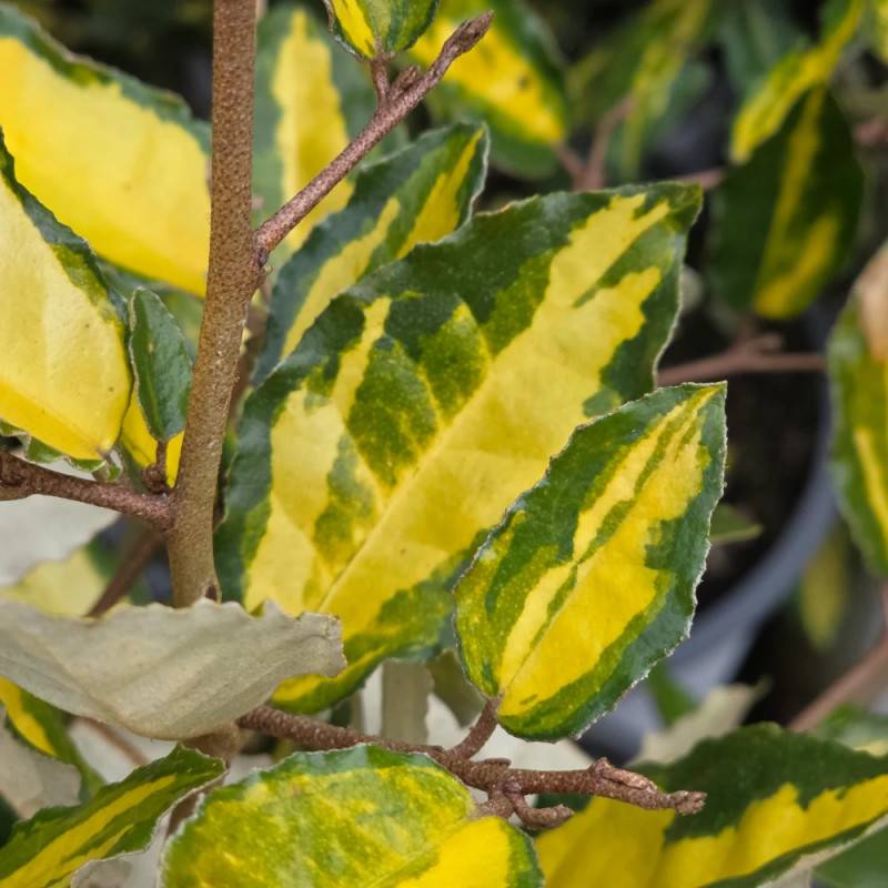 Elaeagnus piquant Maculata, Chalef à fleurs Blanche - feuillage Persistant - Pot de 7,5L - 80/100 cm-  hauteur à maturité De 3,00 m à 5,00 m - Imagen 5