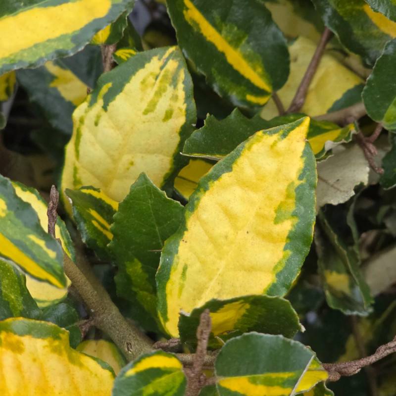 Elaeagnus piquant Maculata, Chalef à fleurs Blanche - feuillage Persistant - Pot de 7,5L - 80/100 cm-  hauteur à maturité De 3,00 m à 5,00 m - Imagen 8