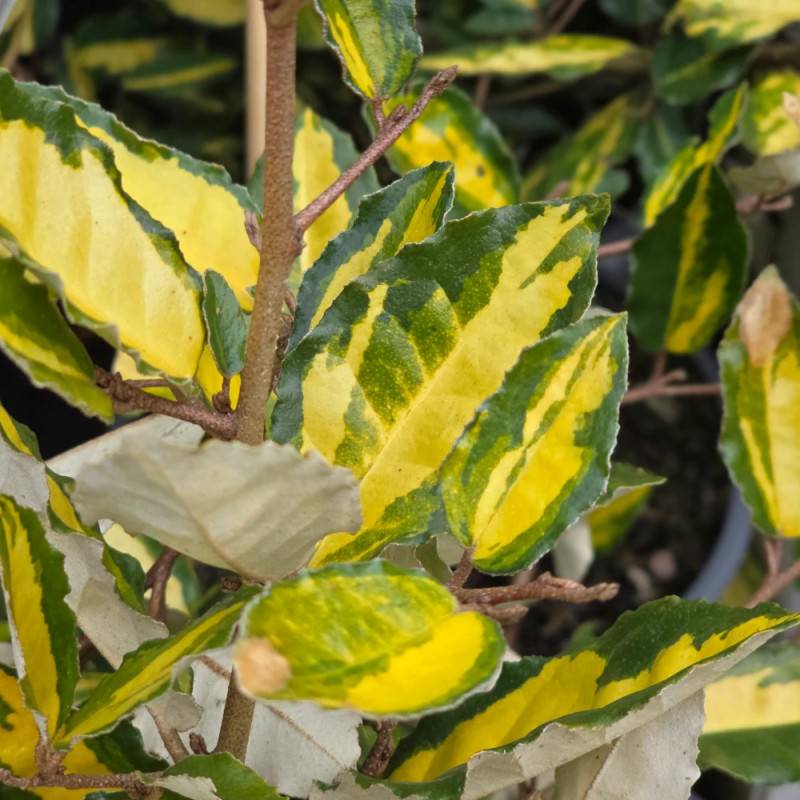 Elaeagnus piquant Maculata, Chalef à fleurs Blanche - feuillage Persistant - Pot de 7,5L - 80/100 cm-  hauteur à maturité De 3,00 m à 5,00 m - Imagen 7