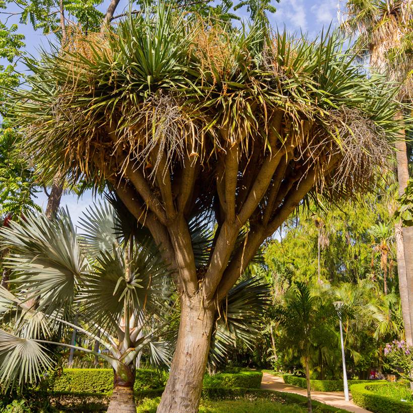 Promesse de Fleurs - Cordyline australis Godet de 8/9 cm