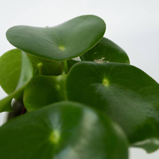Plant In A Box - Pépéromie - Peperomia polybotrya - Hauteur 20-30cm - ⌀12cm - Image 5