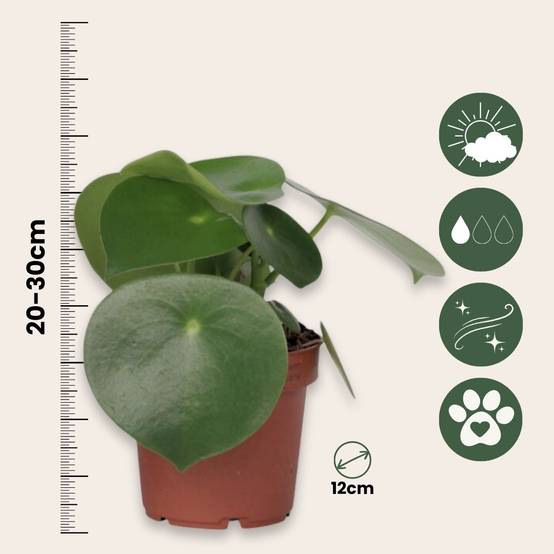 Plant In A Box - Pépéromie - Peperomia polybotrya - Hauteur 20-30cm - ⌀12cm - Image 6