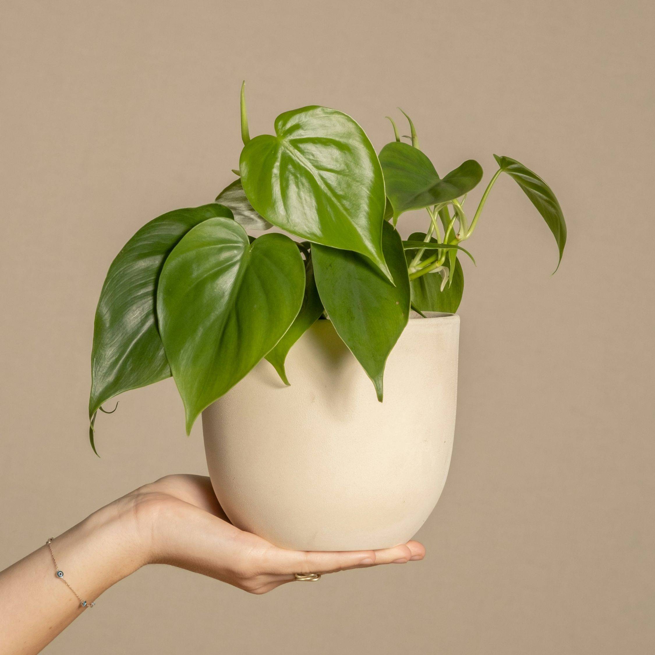 Plant In A Box - Pépéromie - Peperomia polybotrya - Hauteur 20-30cm - ⌀12cm - Image 3