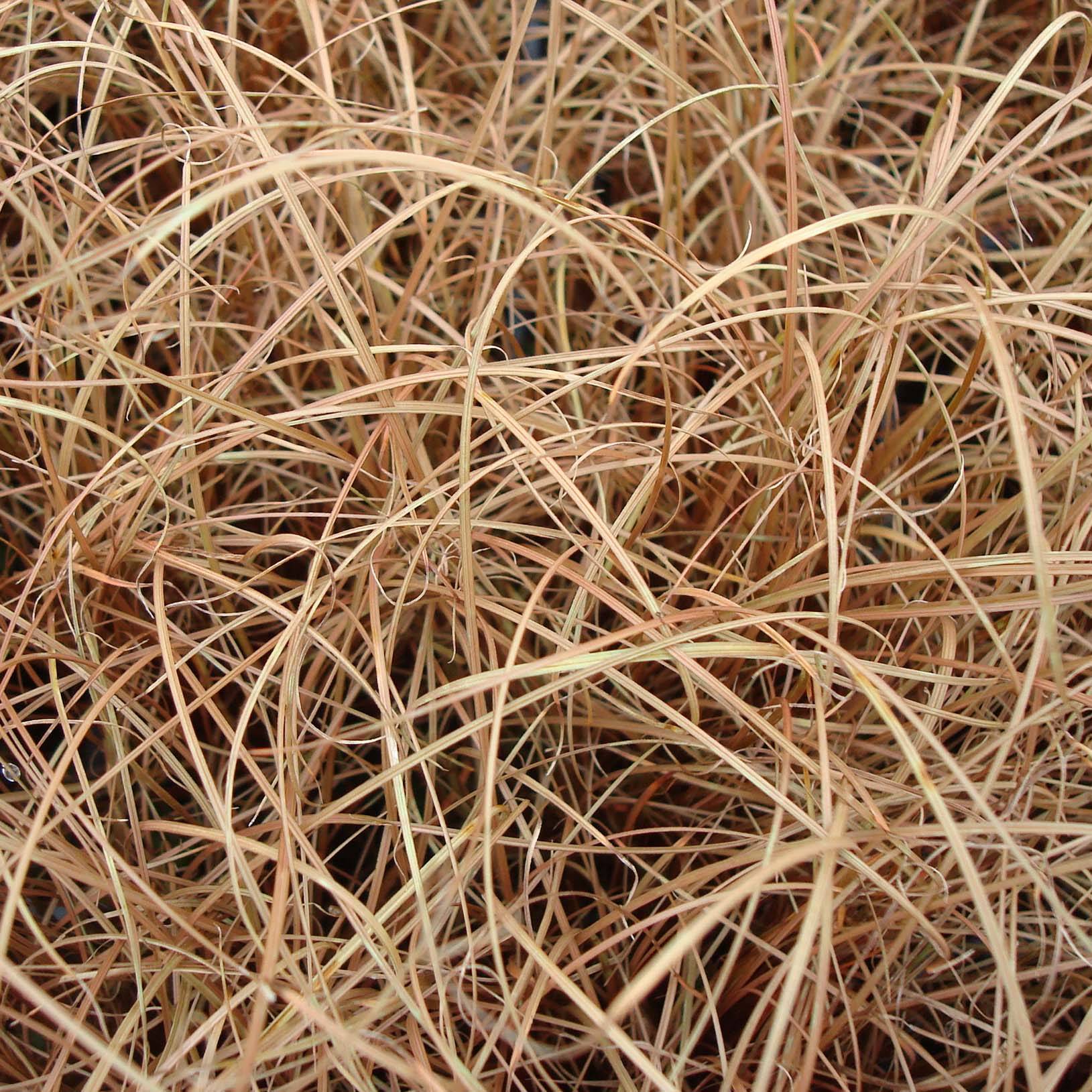 Carex flagellifera - Laîche de Nouvelle-Zélande Godet de 8/9 cm