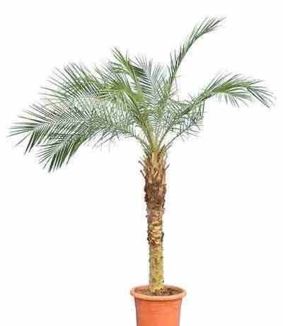 0 - Phoenix roebelenii (Dattier du Laos, palmier dattier nain) Pot de 7 litres - 60/80 cm - Image 2
