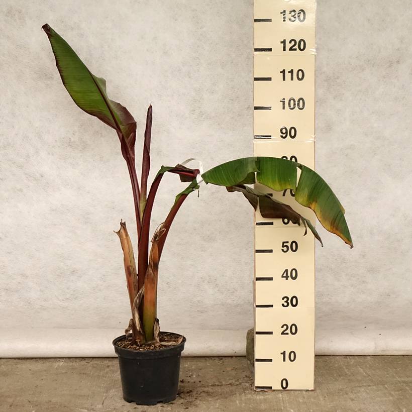 Ensete ventricosum Maurelii - Bananier rouge d'Abyssinie Pot de 7,5L/10L - Image 2