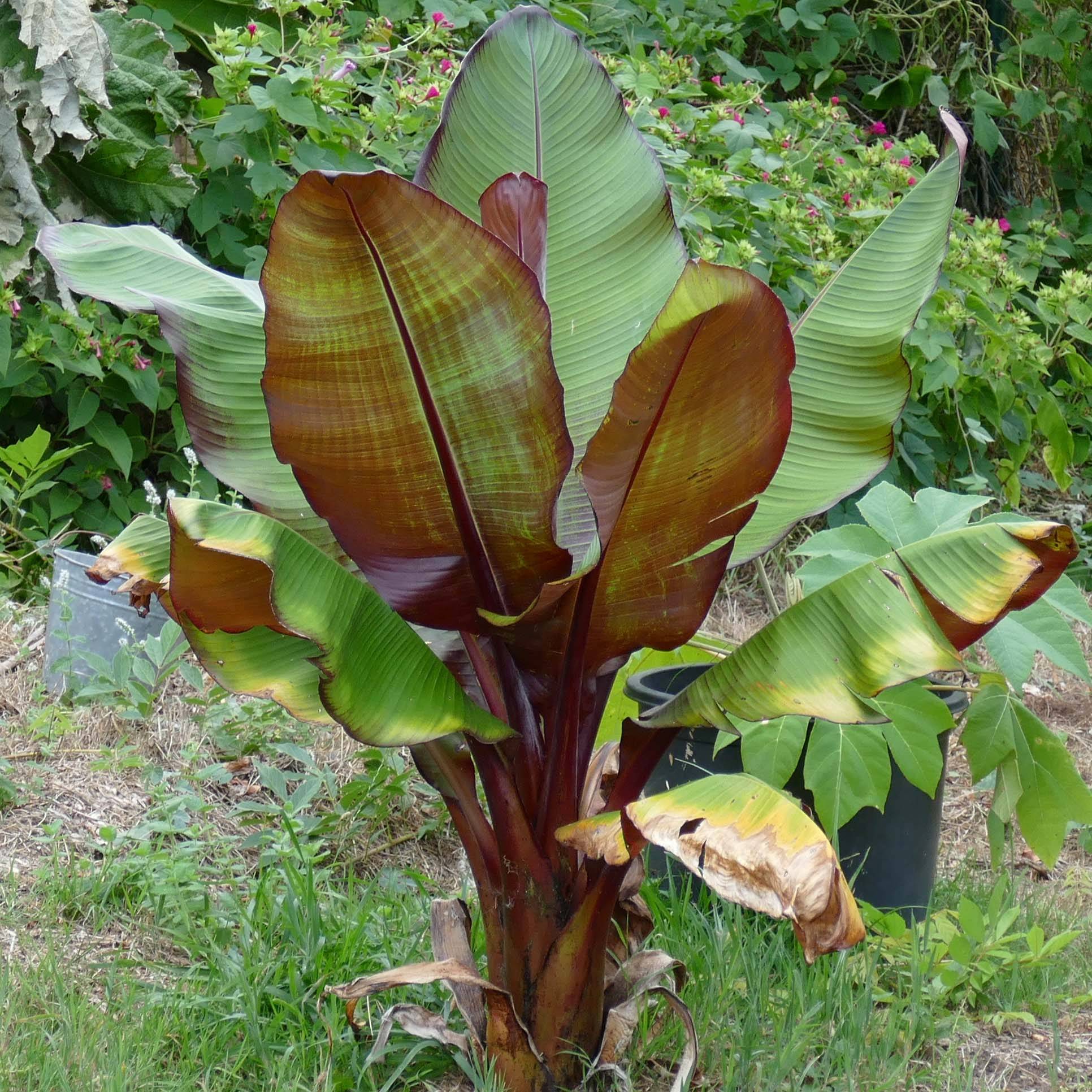 Ensete ventricosum Maurelii - Bananier rouge d'Abyssinie Pot de 7,5L/10L