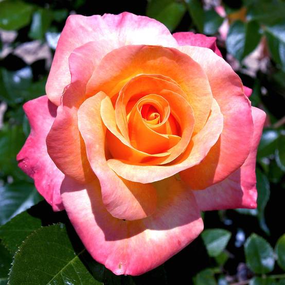 Promesse de Fleurs - Rosier à fleurs groupées Rochemenier Village Pot de 4L/5L