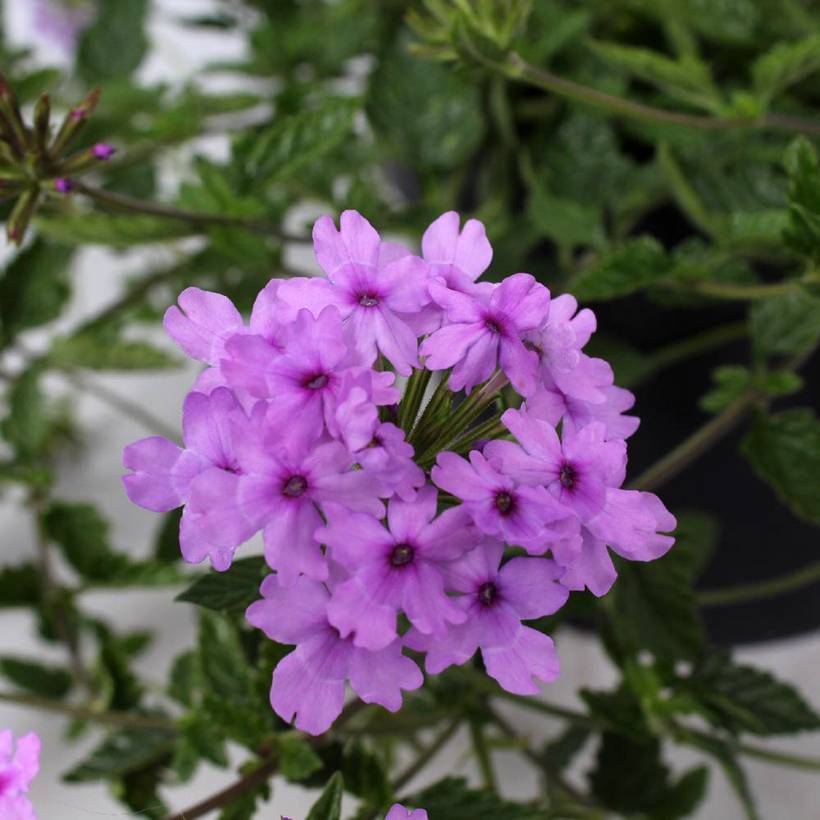 Promesse de Fleurs - Verveine Seabrook's Lavender Godet de 8/9 cm