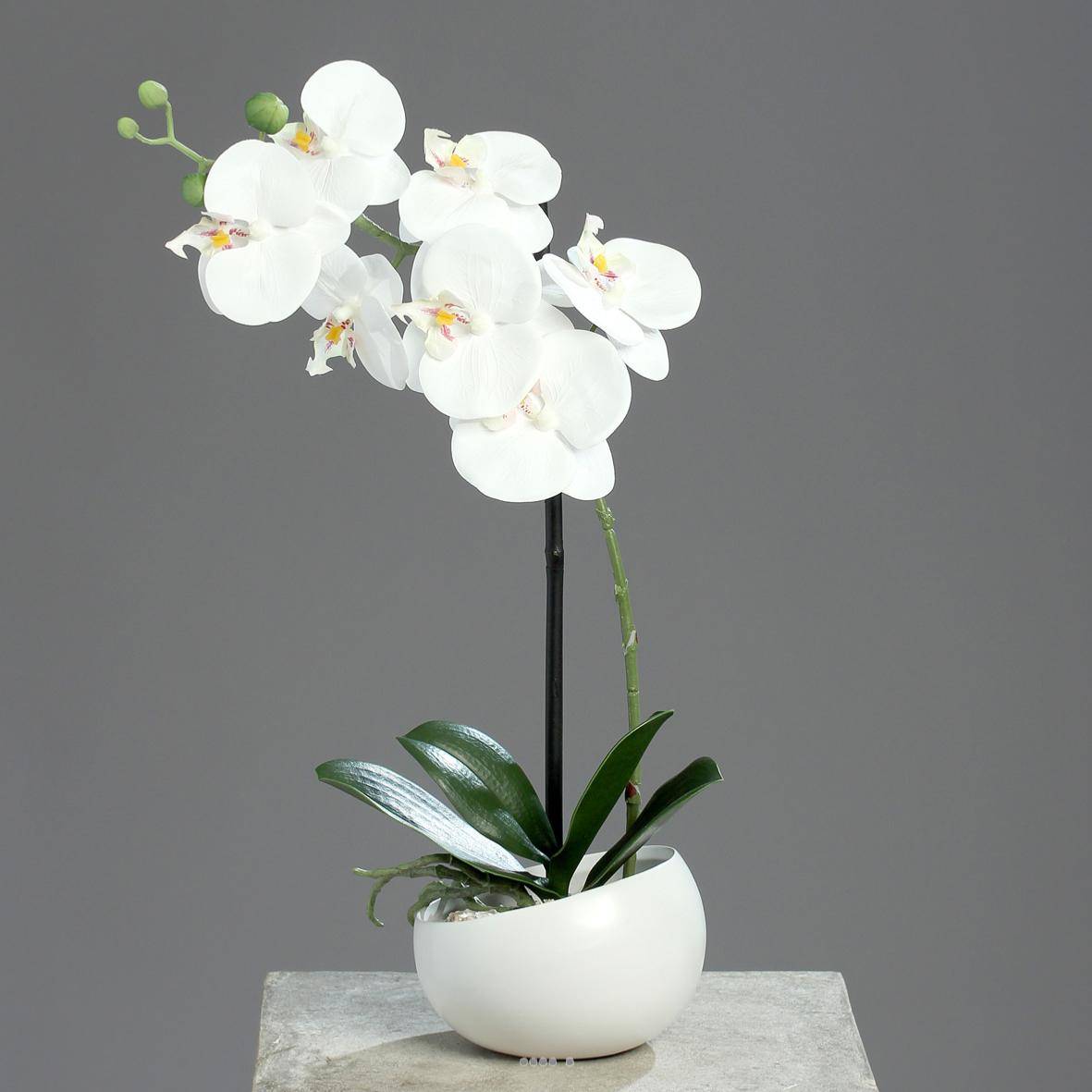Artificielles - Orchidée factice 1 hampe coupe céramique H40cm touché réel Blanc neige - couleur: Blanc neige - Imagen 4
