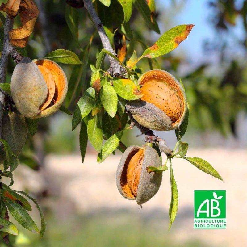 Amandier 'Ai' BIO (Prunus dulcis 'Ai') - Scion de 100 à 150cm - Pépinières Naudet - Imagen 1