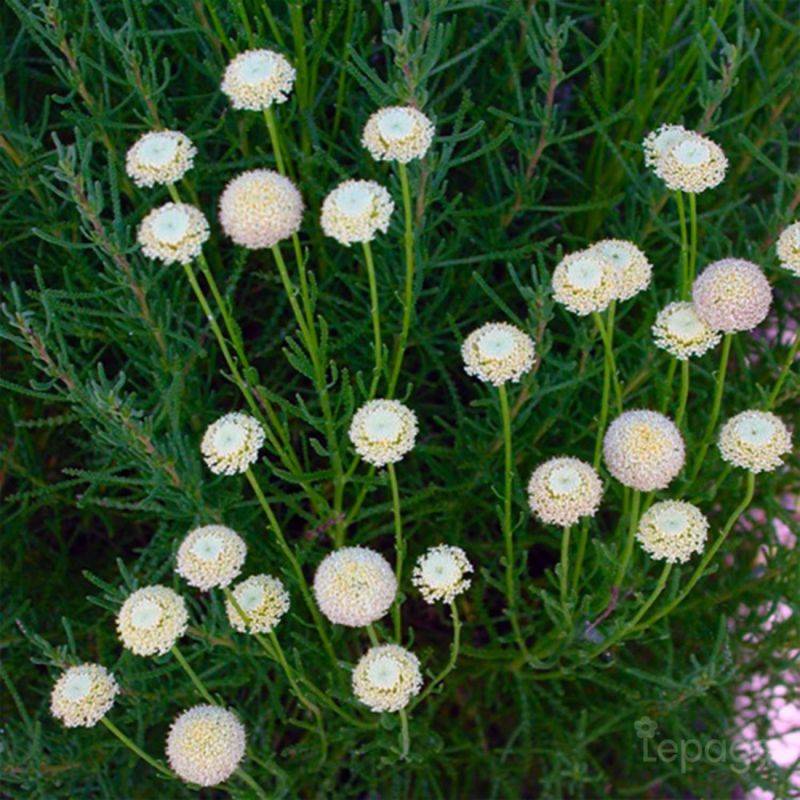 3 Santolines à Feuilles De Romarin 'Virens' (Santollina Rosmarinifolia 'Virens') - Lot de 3 vivaces - Pépinières Naudet - Imagen 1