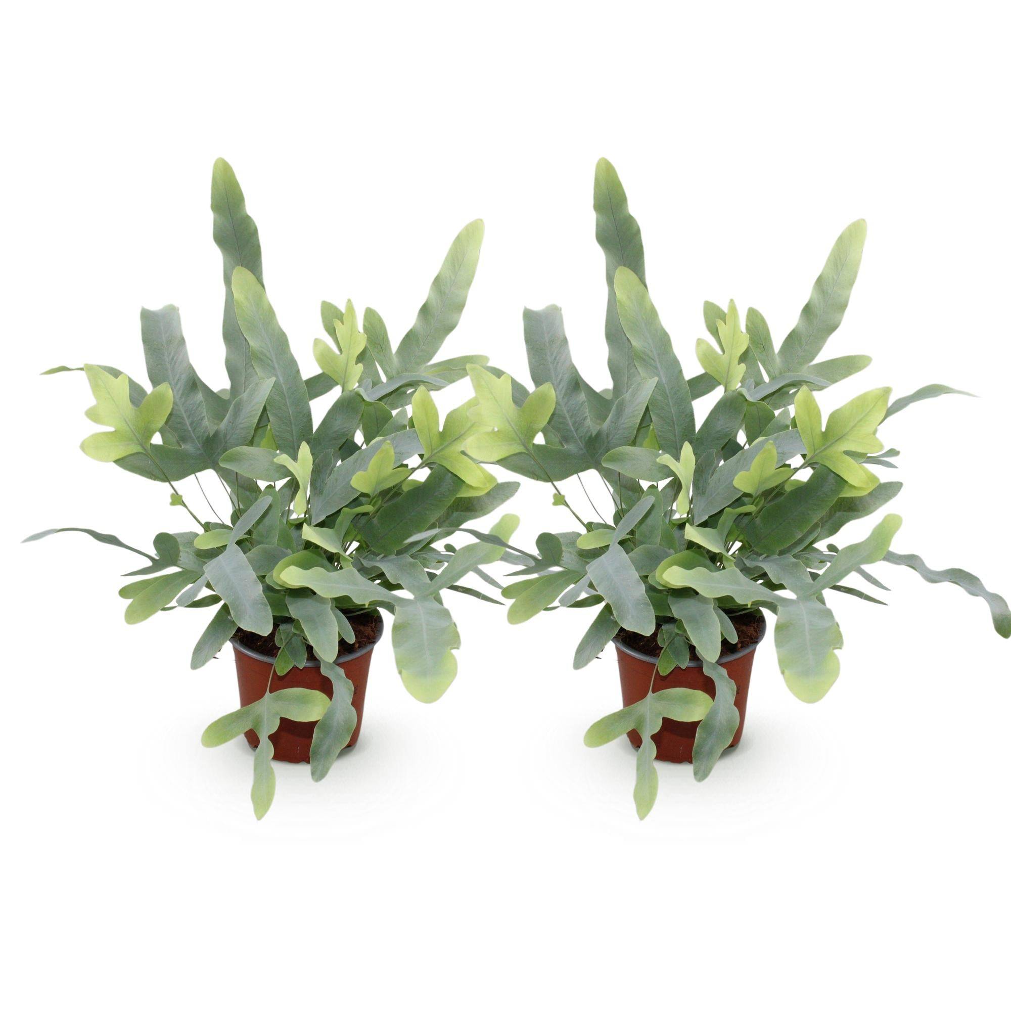 La Green Touch - Phlebodium Aureum Bleu Star - H30cm - Image 2