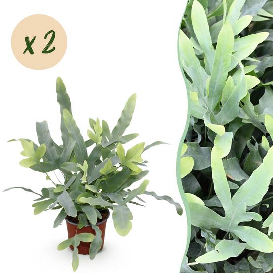 Phlebodium Aureum Bleu Star - H30cm - Image 1