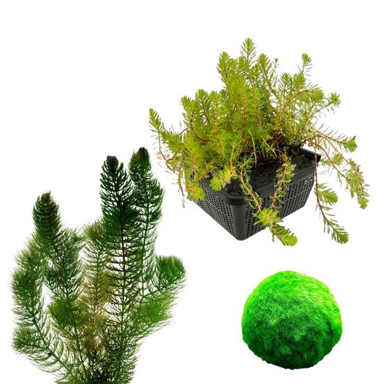 0 - Pack Plantes Oxygénantes 100-400L - Eau Claire - 2L - 5 Pièces - Image 1