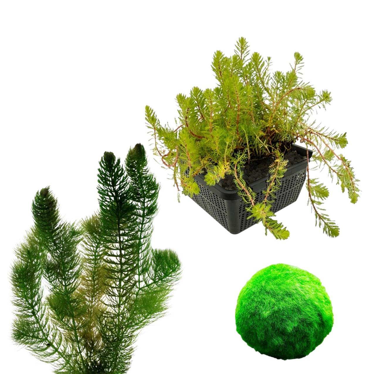 0 - Pack Plantes Oxygénantes 100-400L - Eau Claire - 2L - 5 Pièces - Image 1