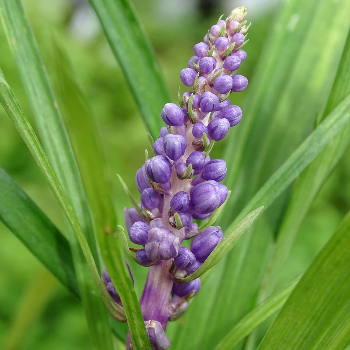 Promesse de Fleurs - Liriope muscari Godet de 8/9 cm