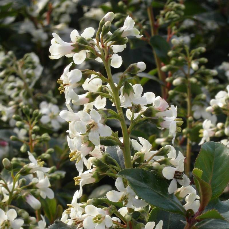 Escallonia iveyi à fleurs Blanche - feuillage Persistant - Pot de 7,5L - 60/80 cm-  hauteur à maturité De 1,00 m à 1,50 m