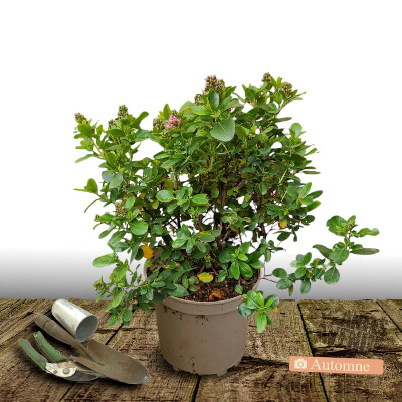 Escallonia iveyi à fleurs Blanche - feuillage Persistant - Pot de 7,5L - 60/80 cm-  hauteur à maturité De 1,00 m à 1,50 m - Image 2