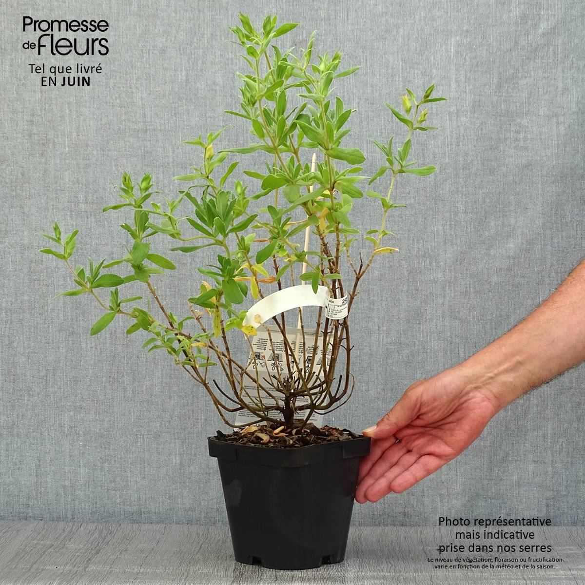 Promesse de Fleurs - Cistus pulverulentus Sunset - Ciste pulvérulent Pot de 2L/3L - Image 2