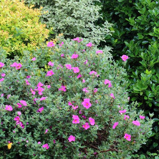 Promesse de Fleurs - Cistus pulverulentus Sunset - Ciste pulvérulent Pot de 2L/3L - Image 1