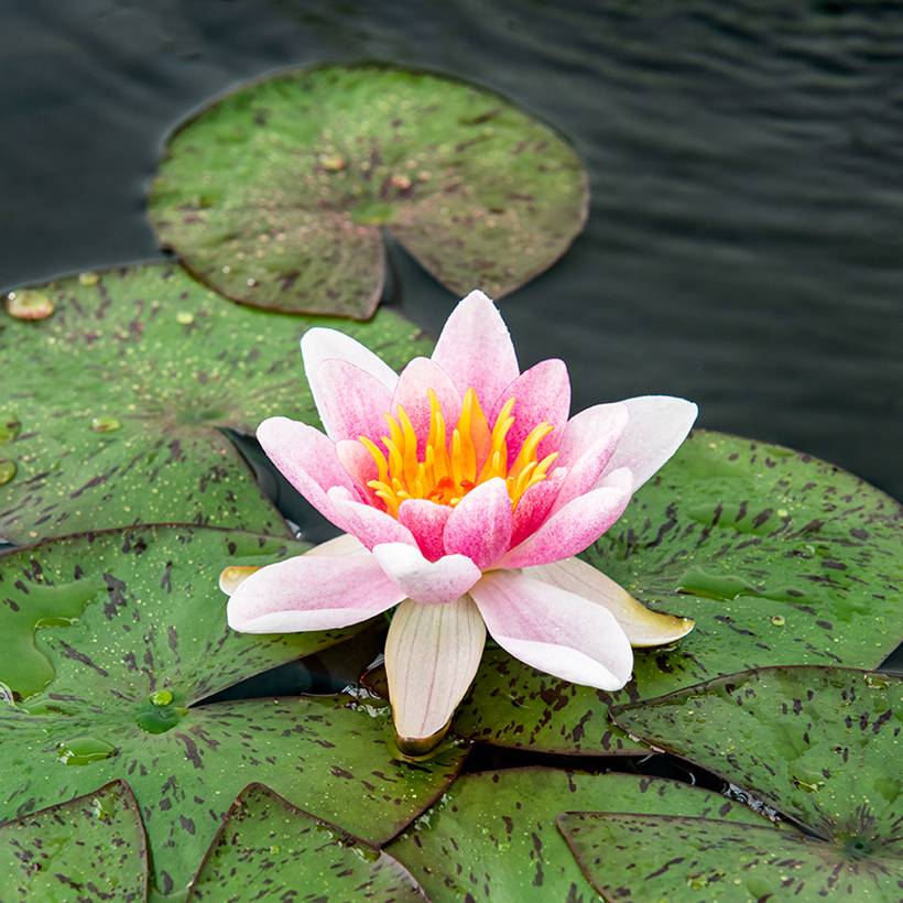 Nymphaea Laydekeri Liliacea - Nénuphar rustique Pot de 1L/1,5L