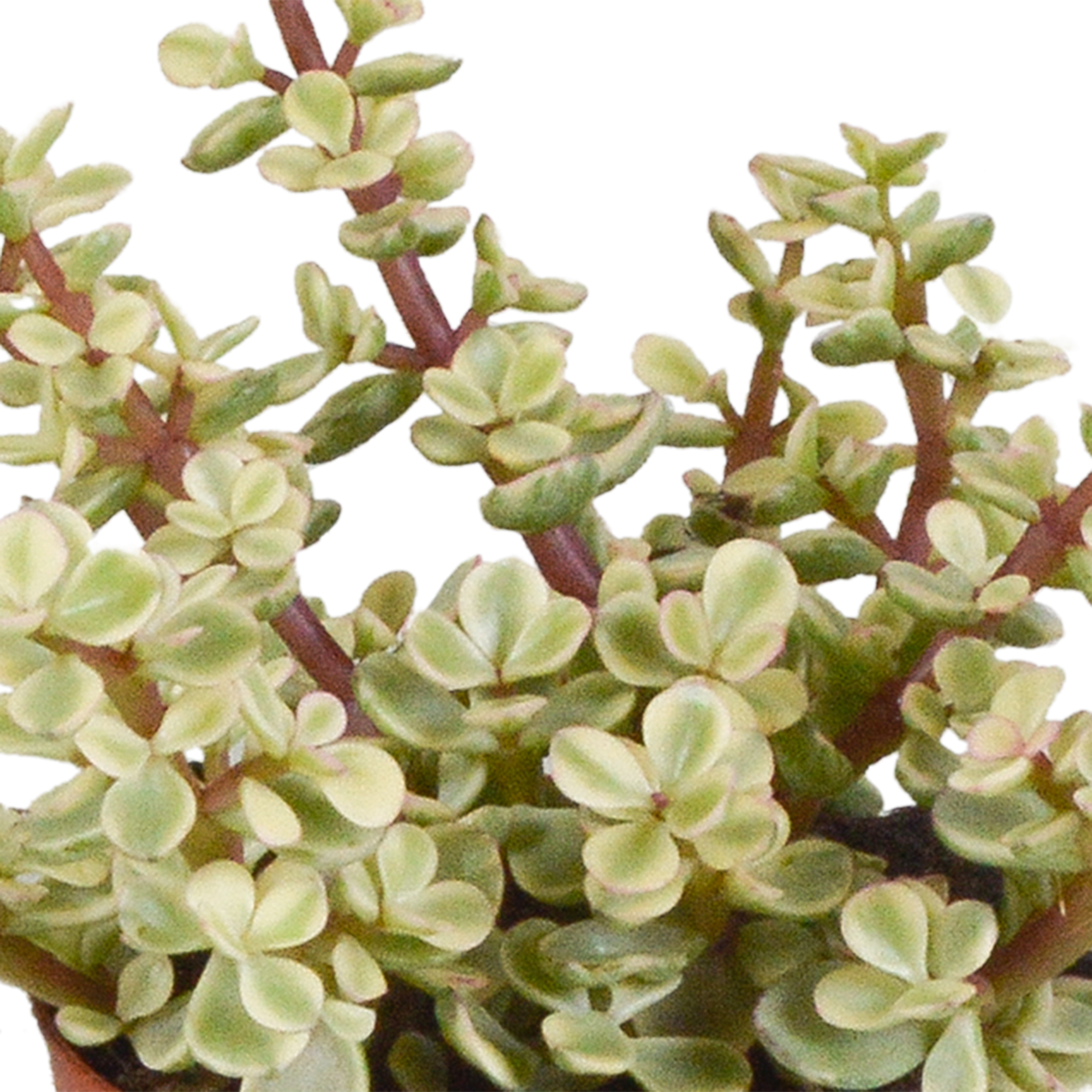 3x Mélange de crassulas - en pot blanc - Ø9,5cm - ↕18cm - Plantes d’intérieur - Image 5