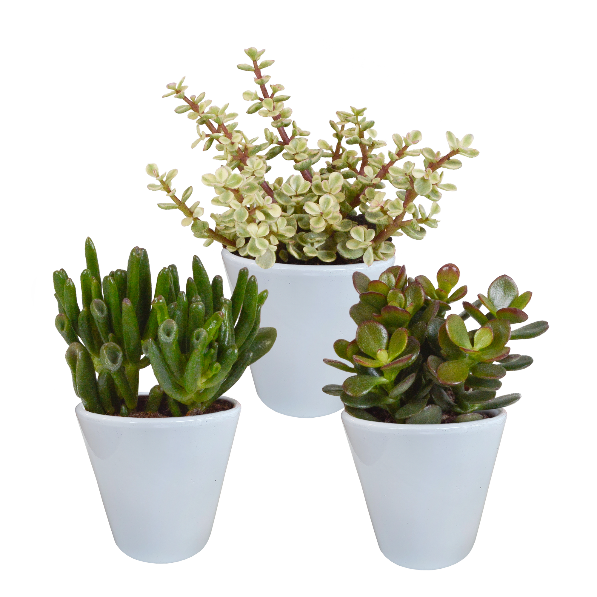 3x Mélange de crassulas - en pot blanc - Ø9,5cm - ↕18cm - Plantes d’intérieur