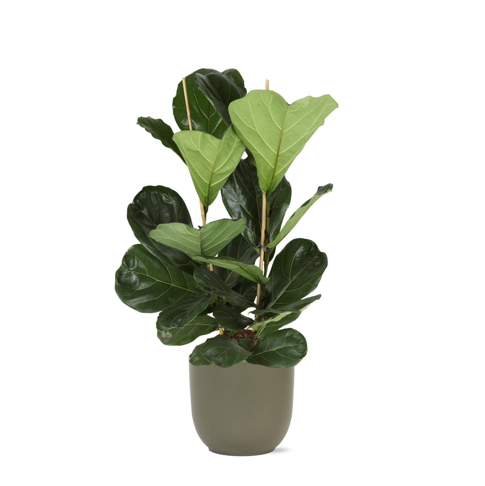Ficus Lyrata et son pot- La Green Touch Olive - Hauteur 120cm