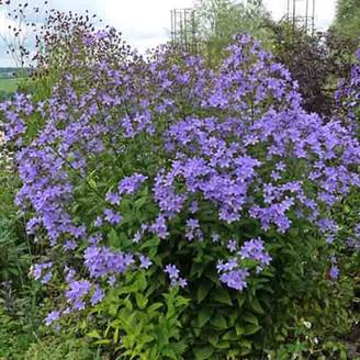 Campanule lactiflora Prichard s variety Campanule laiteuse bleue Godet de 8/9 cm
