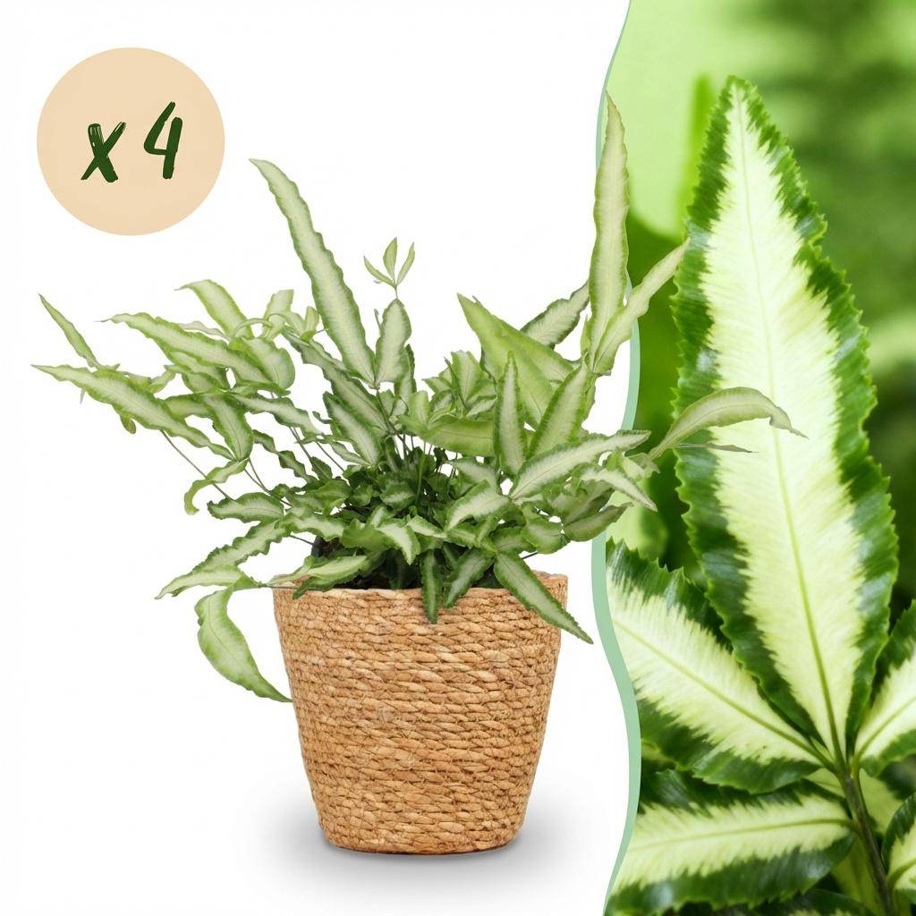 Pteris cretica Albolineata - Pet-friendly - Plante fougère - Pot de 12cm - Hauteur 20-30cm - 4 plantes - Panier - Plantes d'intérieur