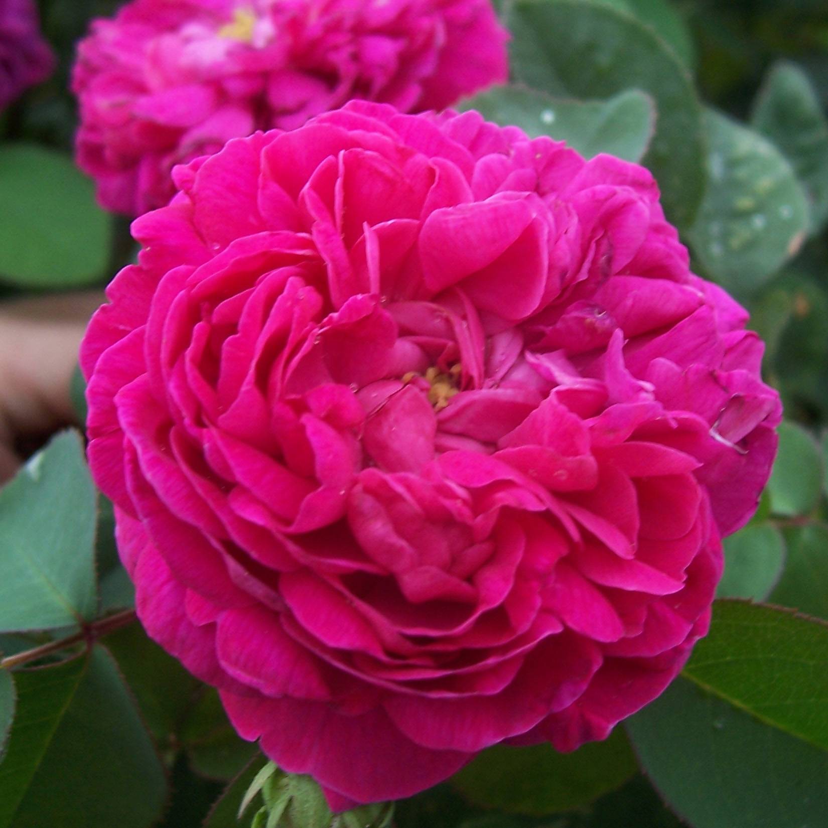 Promesse de Fleurs - Rosier ancien Rose de Rescht Pot de 4L/5L