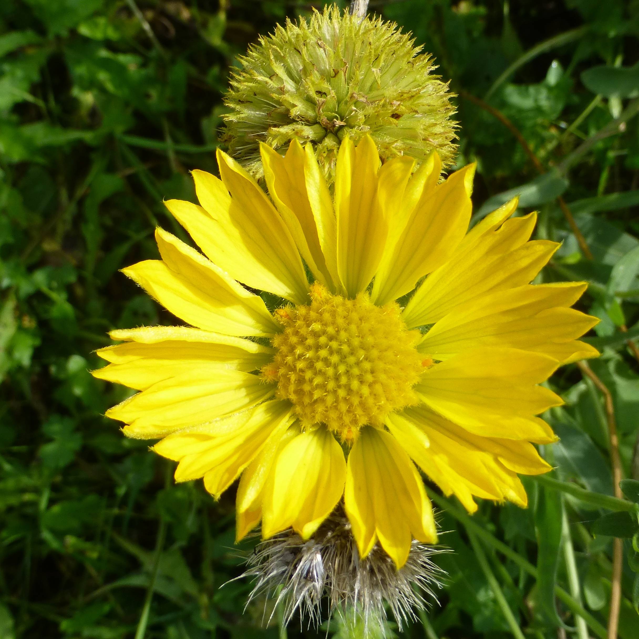 Gaillarde Maxima Aurea (Chloe) Godet de 7/8 cm