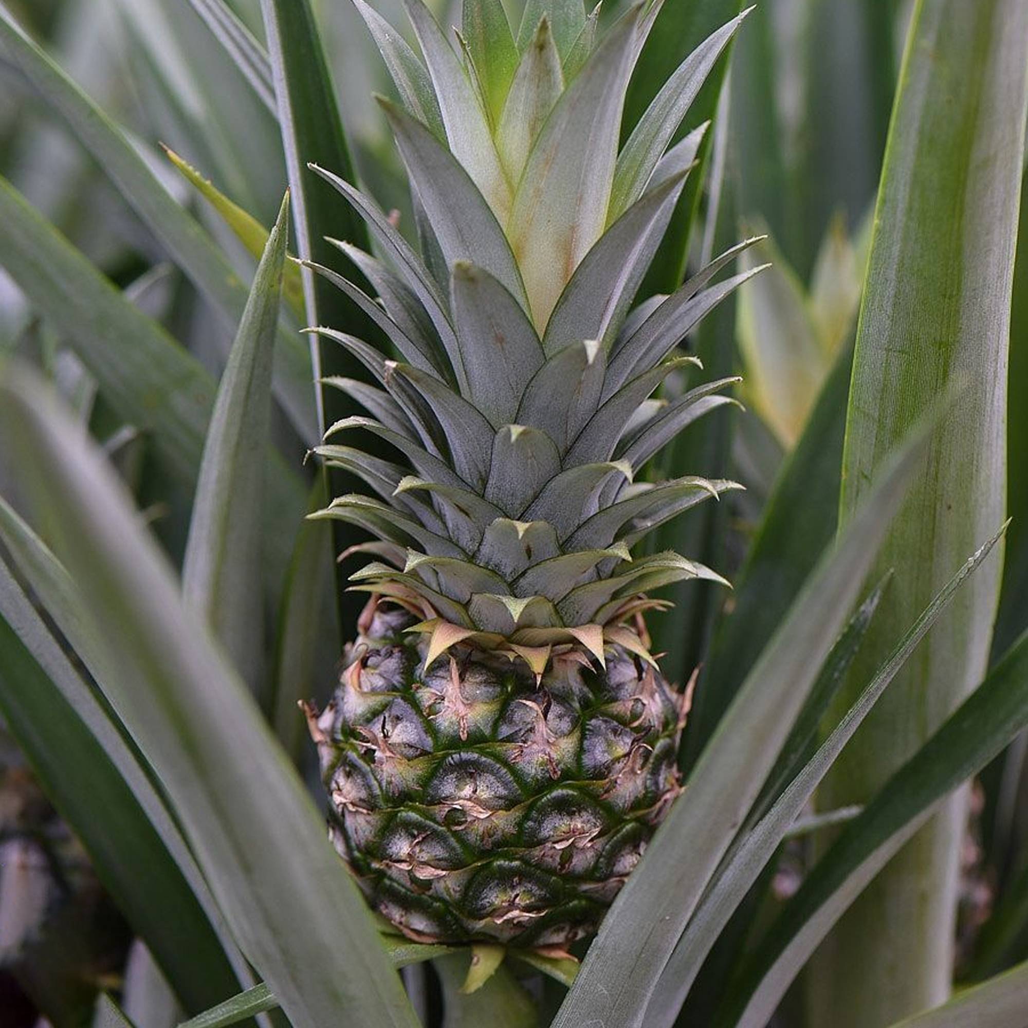 Gardenersdream - 1 X Ananas Comosus Amigo À Feuillage Persistant | Plante D’Ananas Supérieure En Pot  - GardenersDream - Imagen 3