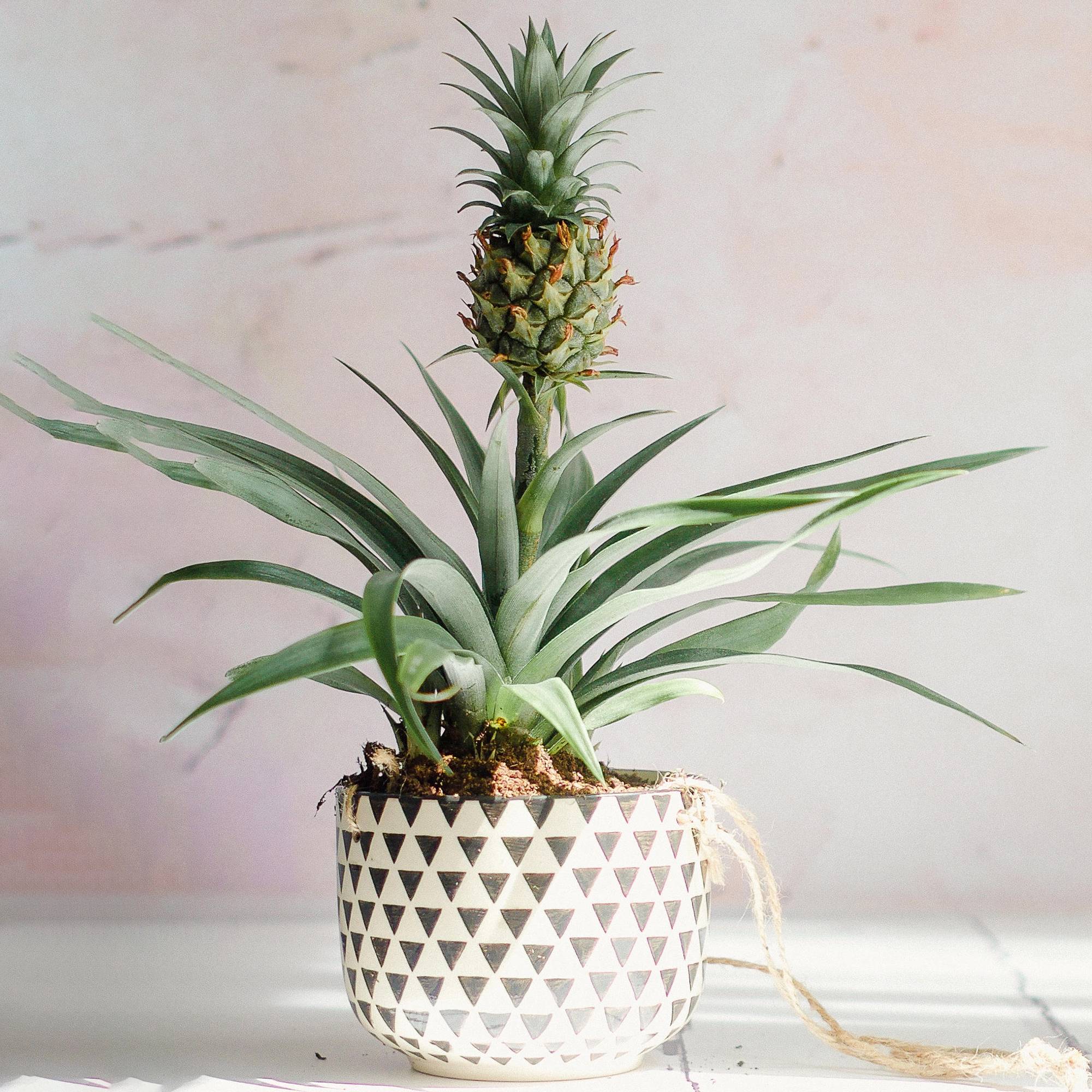 Gardenersdream - 1 X Ananas Comosus Amigo À Feuillage Persistant | Plante D’Ananas Supérieure En Pot  - GardenersDream - Imagen 1