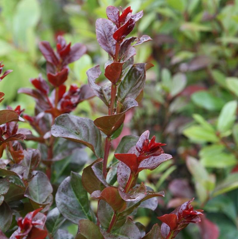 Lagerstroemia indica Pink Velours - Lilas des Indes Pot de 3L/4L - Image 1
