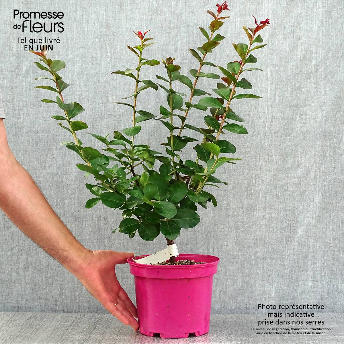 Lagerstroemia indica Pink Velours - Lilas des Indes Pot de 3L/4L - Image 2